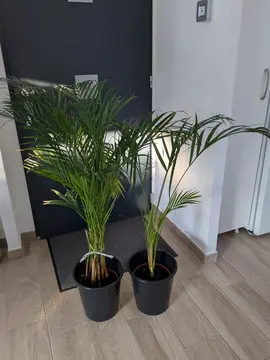 2 Arecas qui ont besoin de soins