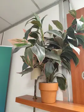 plante artificielle