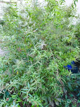verveine pour tisane