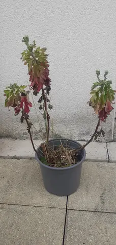 Chrysanthème
