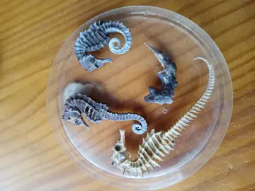 HIPPOCAMPES (4)