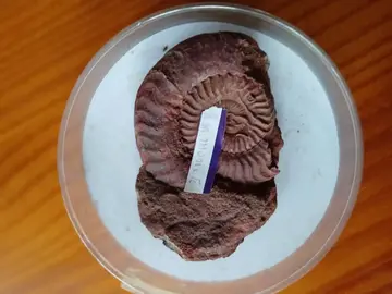 AMMONITES (2)