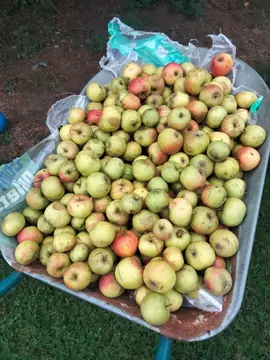 Pommes