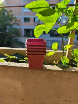 lot de pot pour semis