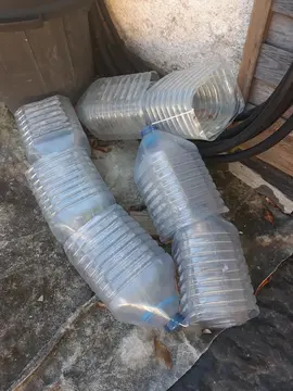 lot de bouteilles pour serres pour les plants de légumes