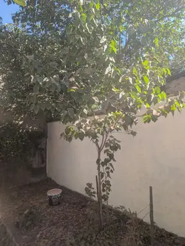 Jeune Lilas (Arbuste / Petit Arbre) à donner - Magnifiques fleurs parfumées