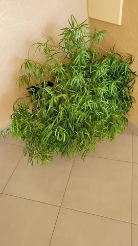 Plante verte avec pot à réserve d'eau