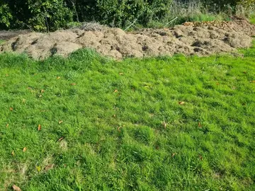 tonte d herbe pour paillage
