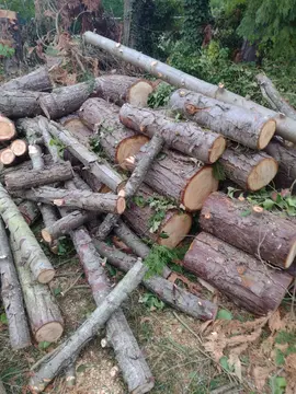 Bois de thuya