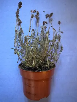 Lavande qui a séché en pot