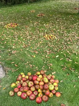 Pommes pour chevaux