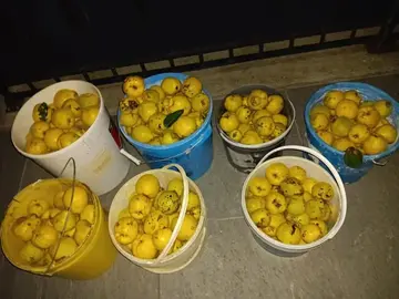 coings