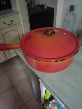 marmite