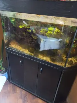 Aquarium