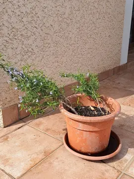 petite plante de romarin
