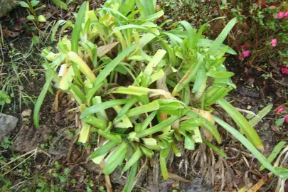 Agapanthes