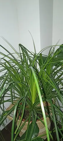 Plante verte