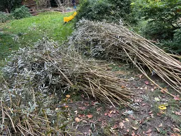 osier frais pour vannerie ou barrière végétale