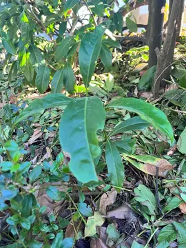 pousse de laurier palme