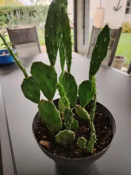Cactus
