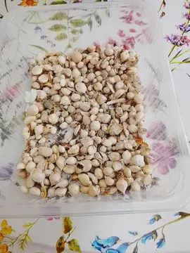 Bulbilles de poireaux perpétuels