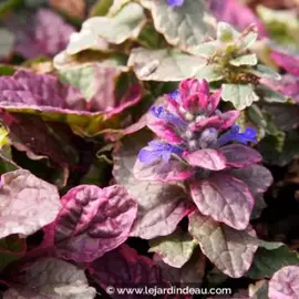 Pieds d'ajuga reptans, bugle rampant