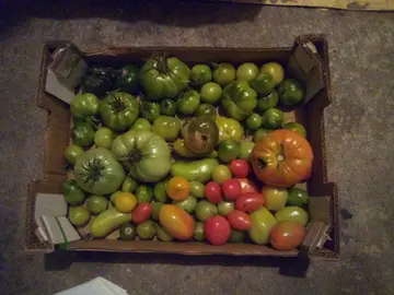 Tomates vertes