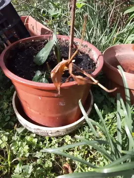Ficus