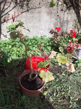 Géranium rouge