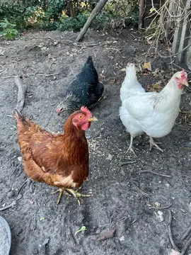 a donner 3 poules