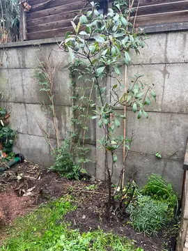 2 Photinias Red Robin