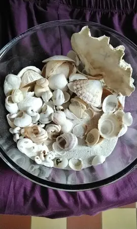sable et coquillages.