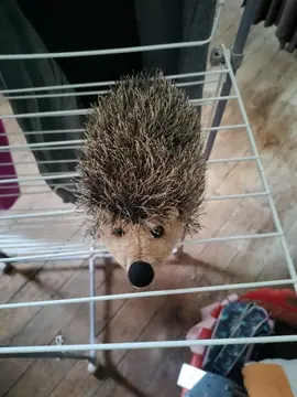 peluche hérisson