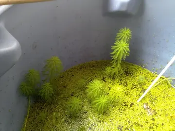 MYRIOPHYLLUM aquaticum (plante aquatique)
