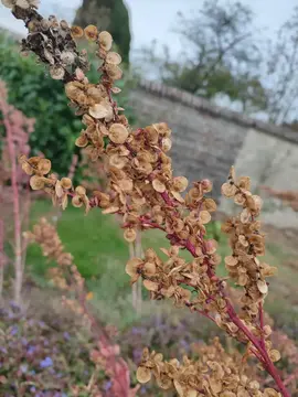 graines d'ARROCHE pourpre