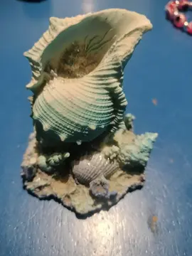 déco mer coquillage