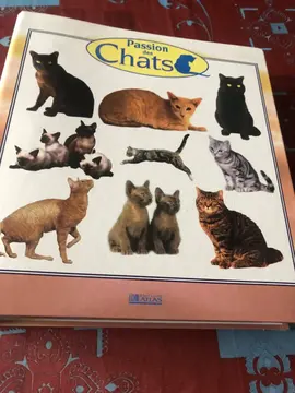 classeur fiches sur les chats