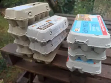 Boites à oeufs vides