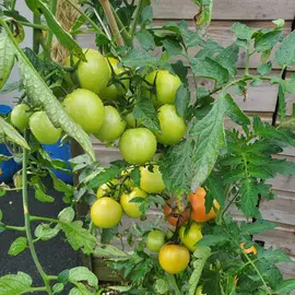 Tomates vertes à cuisiner
