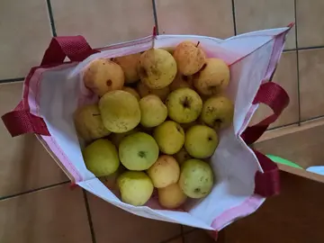 POMMES GOLDEN