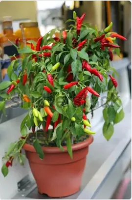Donne piment en pot