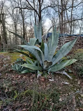 agave americana