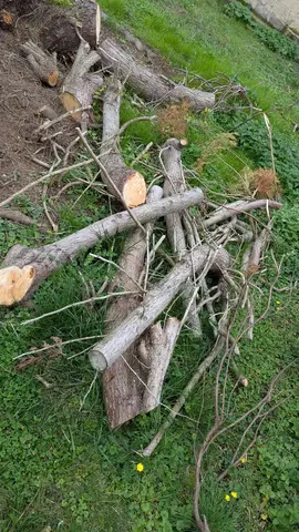 🌳 Donne troncs et branches d’arbres coupés – à venir chercher sur place 🌿