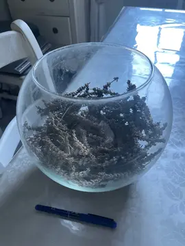 pot en verre stylé pour poisson avec lavande dedans
