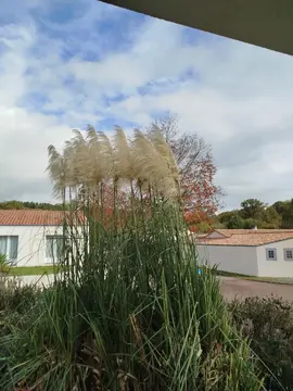 pampas
