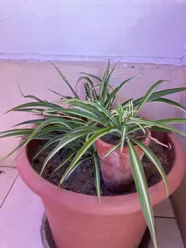 Plantes
