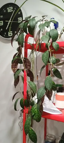 plante Aeschynanthus