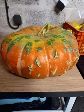 potirons pour déco halloween