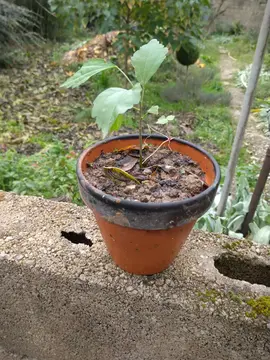 Petits pieds d'althéas (Hibiscus syriacus)