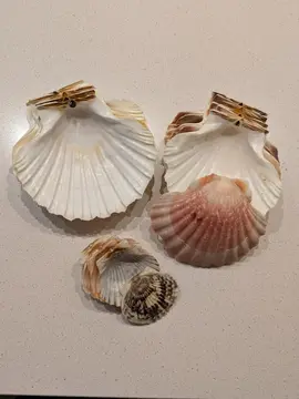 coquilles pour DIY